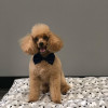 Grooming Salon in Gastonia