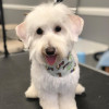 Specialty Dog Grooming